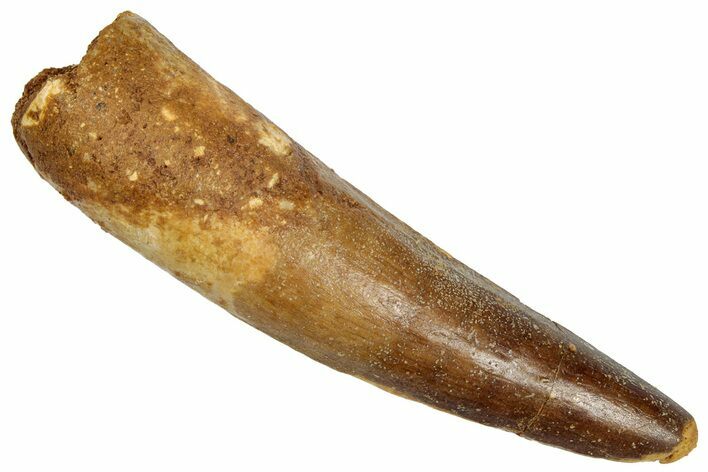 Fossil Spinosaurus Tooth - Real Dinosaur Tooth #332664